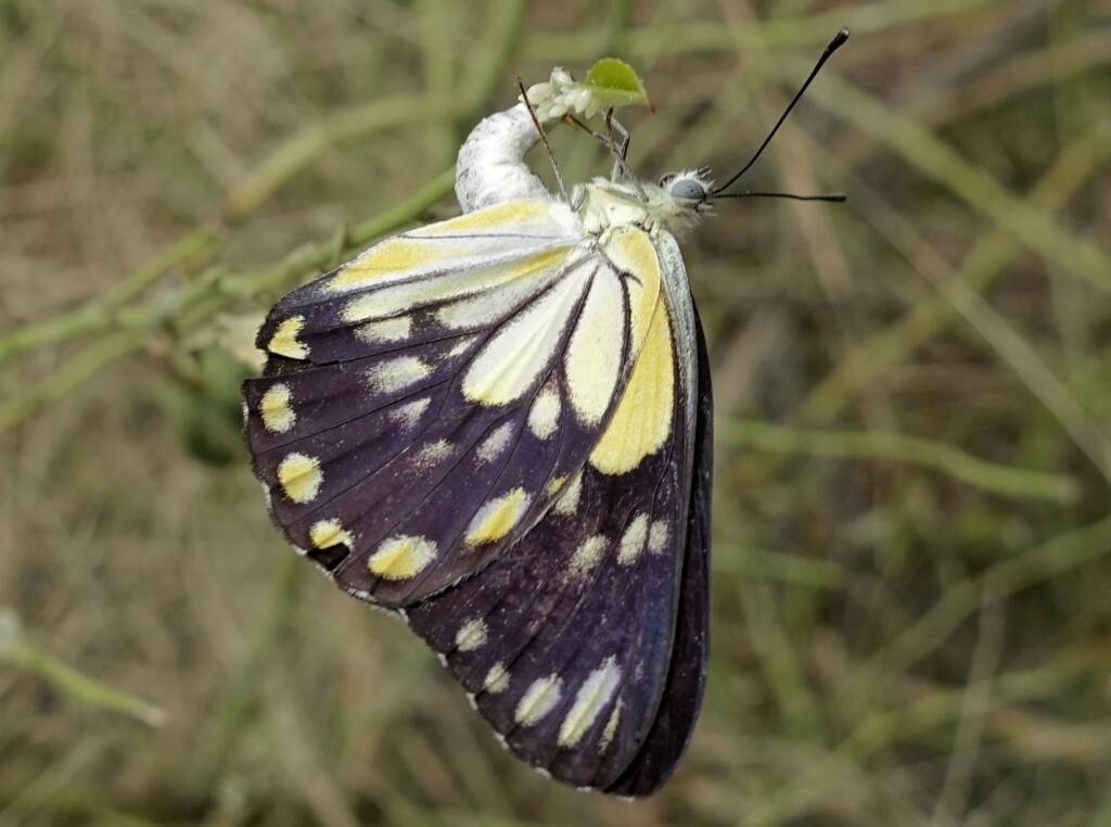 Caper White Butterfly (Belenois java teutonia) laying their eggs on the Caper Bush (Capparis spinosa var. nummularia)