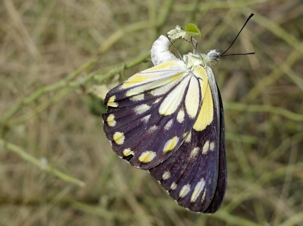 Caper White Butterfly (Belenois java teutonia) laying their eggs on the Caper Bush (Capparis spinosa var. nummularia)