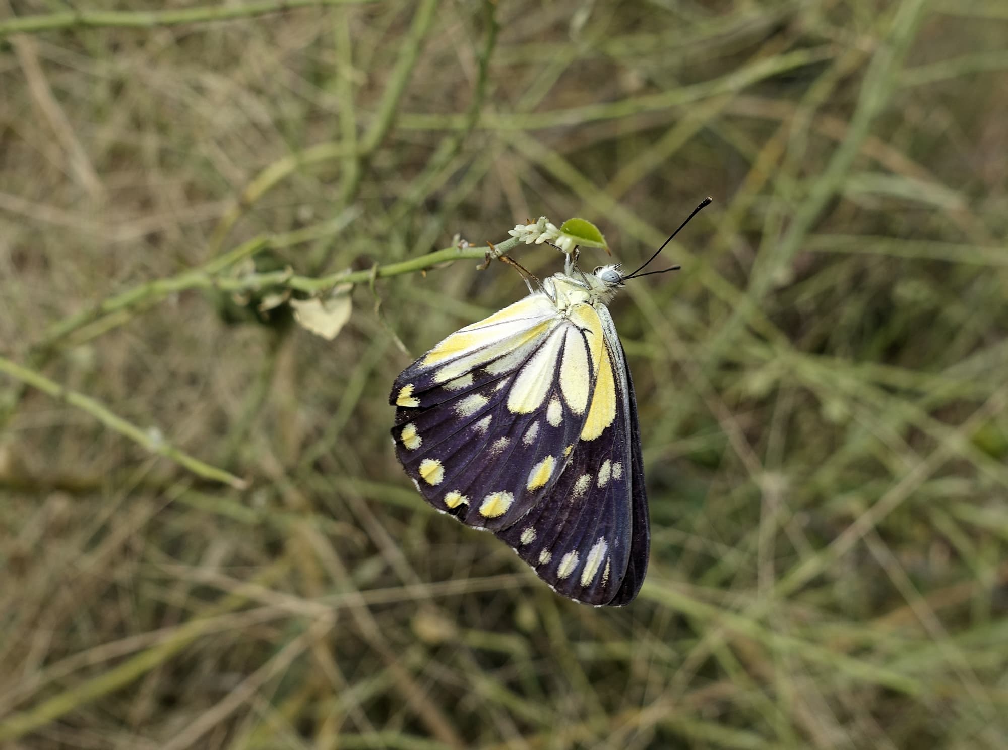 Caper White Butterfly (Belenois java teutonia) laying their eggs on the Caper Bush (Capparis spinosa var. nummularia)