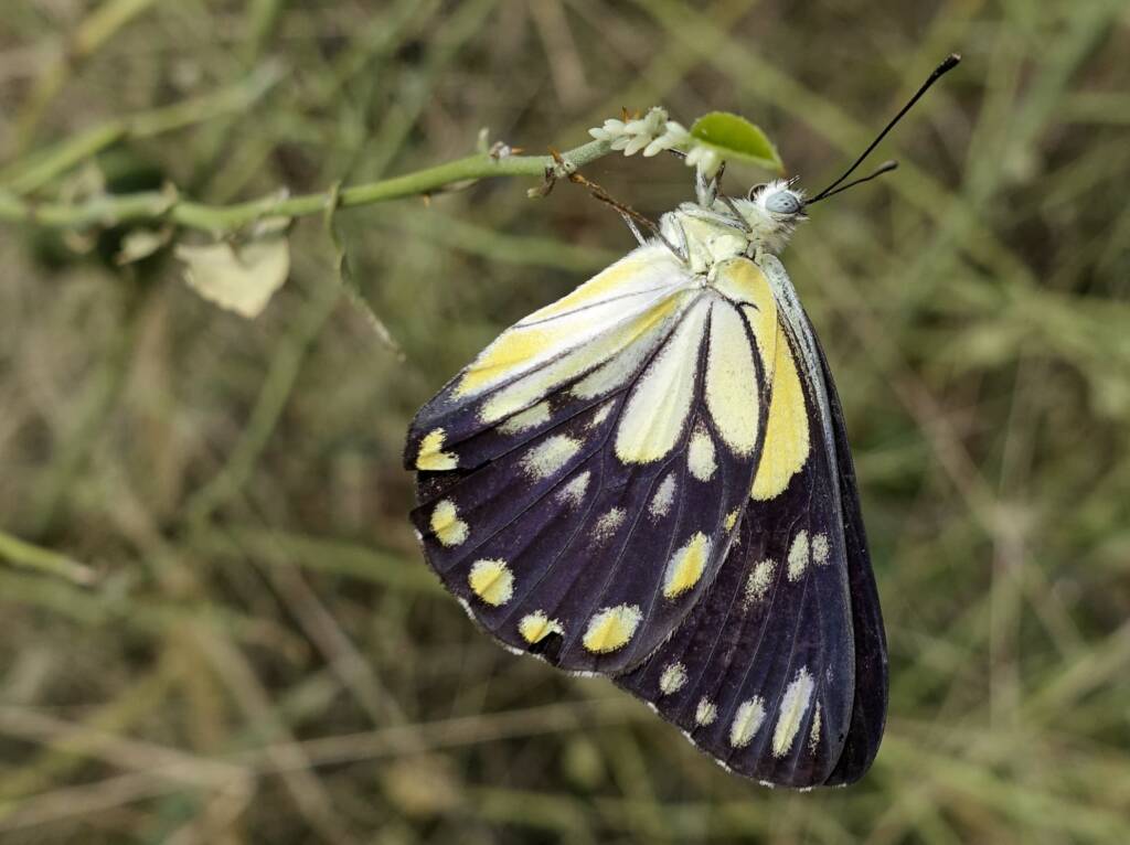 Caper White Butterfly (Belenois java teutonia) laying their eggs on the Caper Bush (Capparis spinosa var. nummularia)