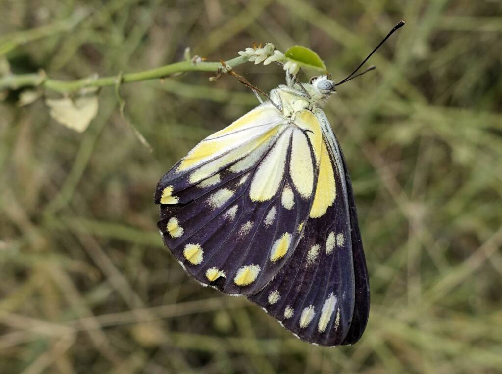 Caper White Butterfly (Belenois java teutonia) laying their eggs on the Caper Bush (Capparis spinosa var. nummularia)