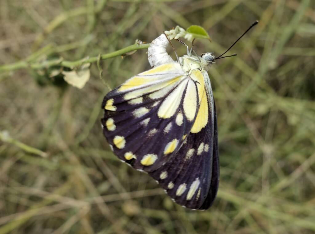 Caper White Butterfly (Belenois java teutonia) laying their eggs on the Caper Bush (Capparis spinosa var. nummularia)
