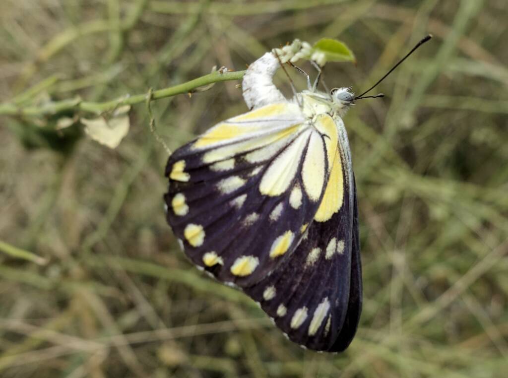 Caper White Butterfly (Belenois java teutonia) laying their eggs on the Caper Bush (Capparis spinosa var. nummularia)