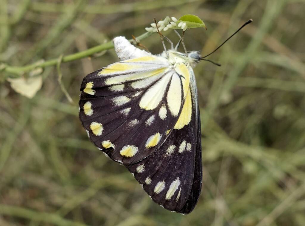 Caper White Butterfly (Belenois java teutonia) laying their eggs on the Caper Bush (Capparis spinosa var. nummularia)