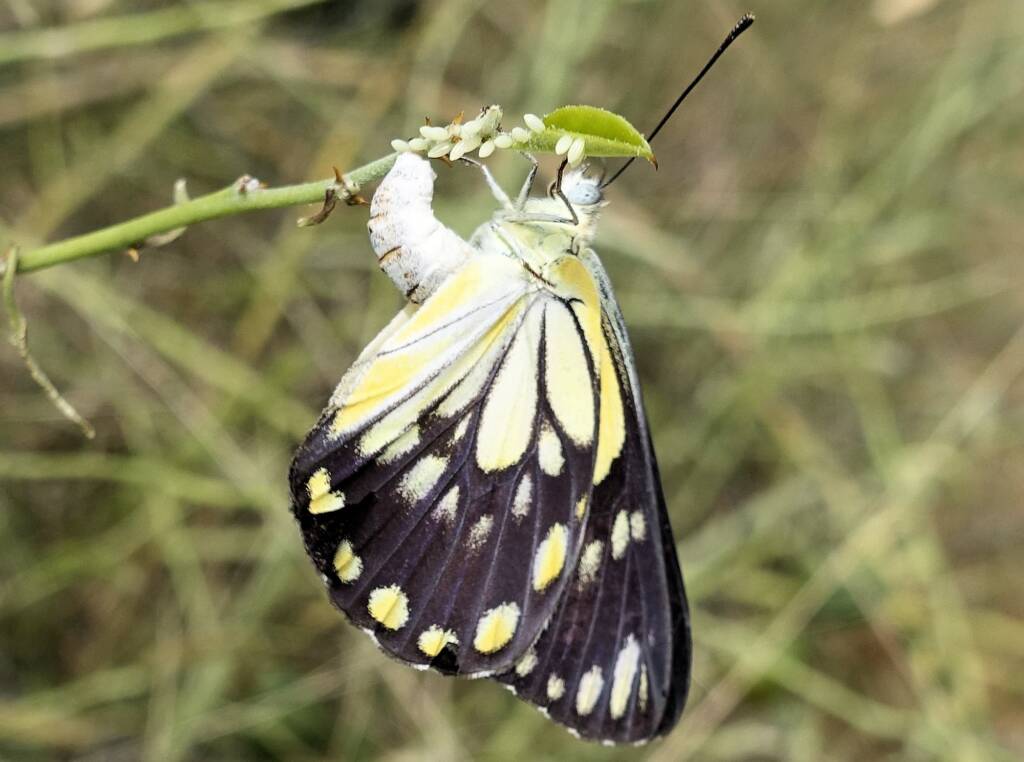 Caper White Butterfly (Belenois java teutonia) laying their eggs on the Caper Bush (Capparis spinosa var. nummularia)