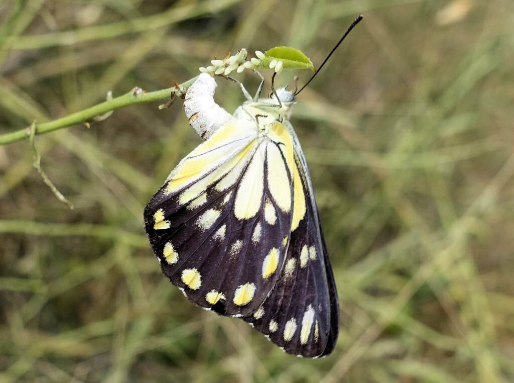 Caper White Butterfly (Belenois java teutonia) laying their eggs on the Caper Bush (Capparis spinosa var. nummularia)