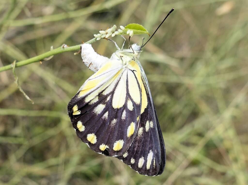 Caper White Butterfly (Belenois java teutonia) laying their eggs on the Caper Bush (Capparis spinosa var. nummularia)