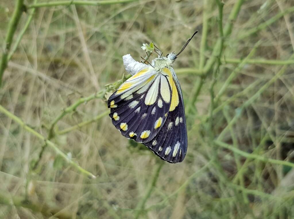 Caper White Butterfly (Belenois java teutonia) laying their eggs on the Caper Bush (Capparis spinosa var. nummularia)