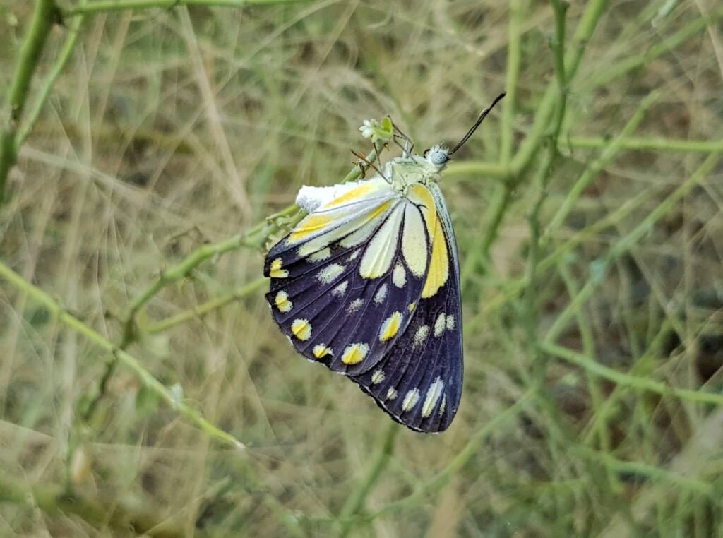 Caper White Butterfly (Belenois java teutonia) laying their eggs on the Caper Bush (Capparis spinosa var. nummularia)