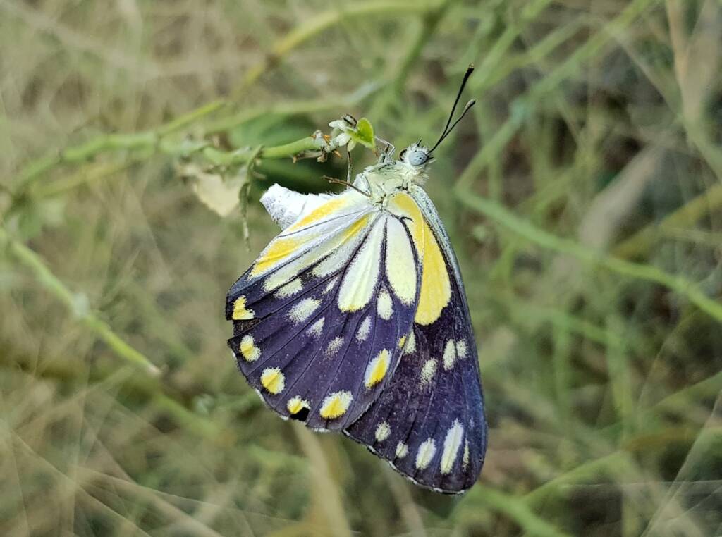 Caper White Butterfly (Belenois java teutonia) laying their eggs on the Caper Bush (Capparis spinosa var. nummularia)