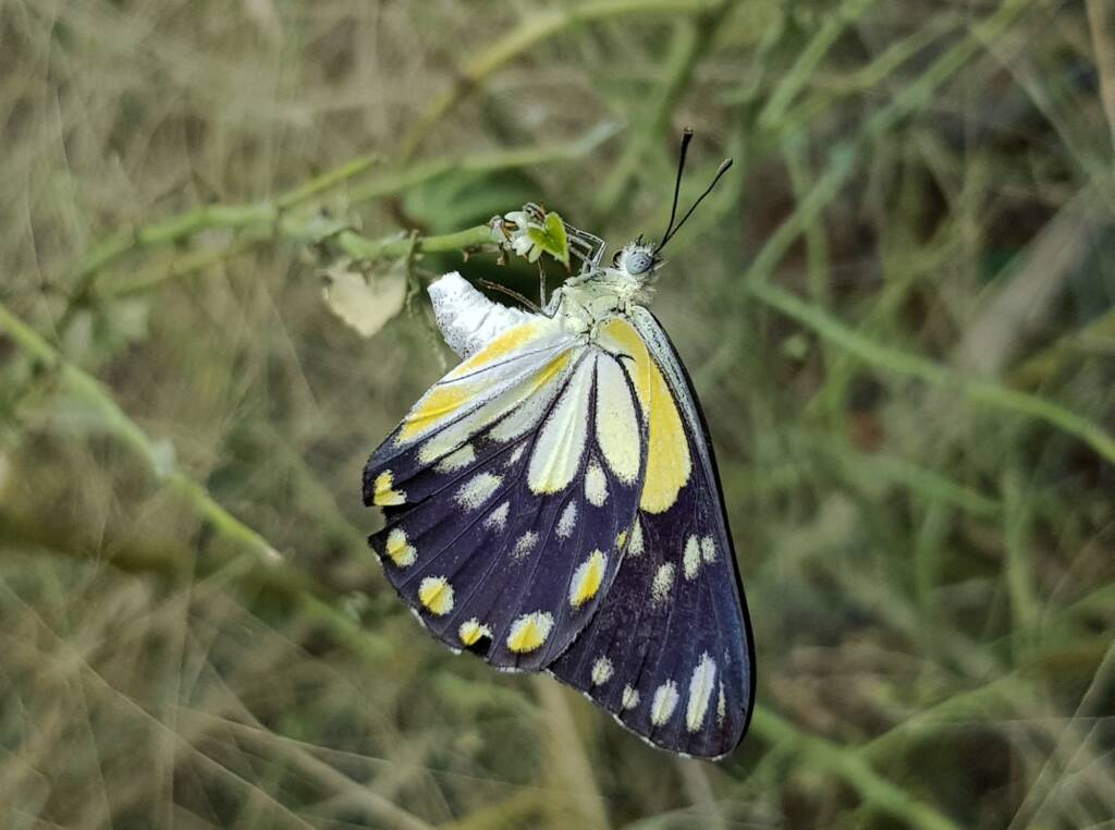 Caper White Butterfly (Belenois java teutonia) laying their eggs on the Caper Bush (Capparis spinosa var. nummularia)