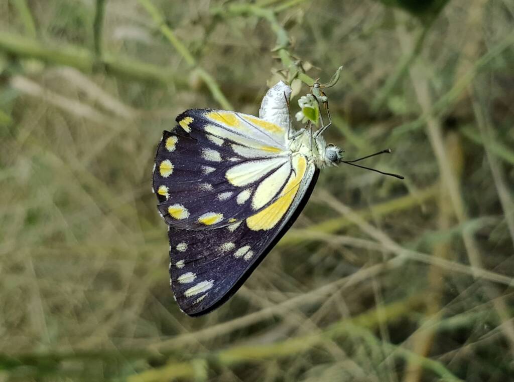 Caper White Butterfly (Belenois java teutonia) laying their eggs on the Caper Bush (Capparis spinosa var. nummularia)