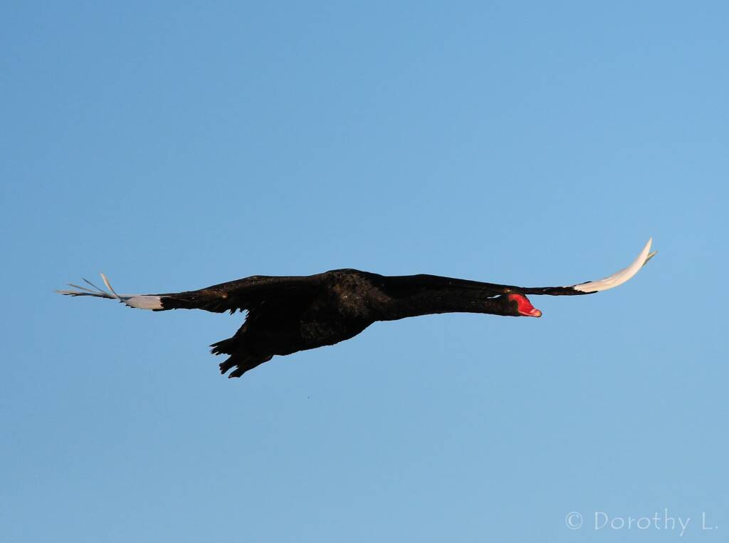 Black Swan (Cygnus atratus), Alice Springs Sewage Ponds