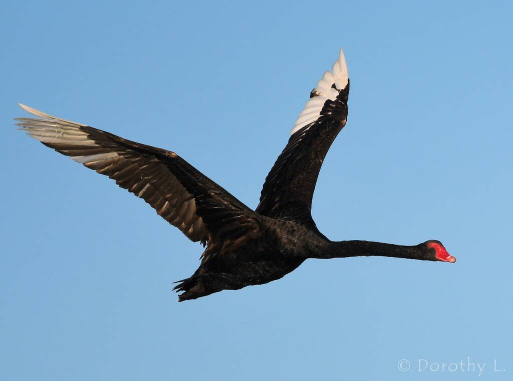 Black Swan (Cygnus atratus), Alice Springs Sewage Ponds