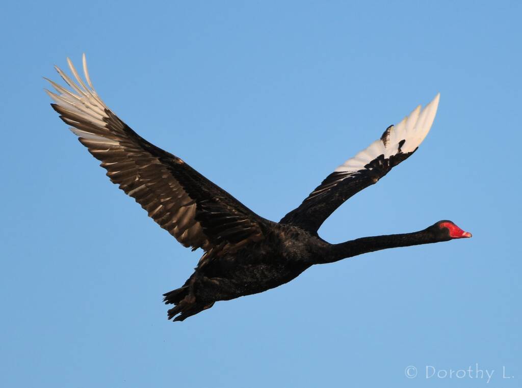 Black Swan (Cygnus atratus), Alice Springs Sewage Ponds
