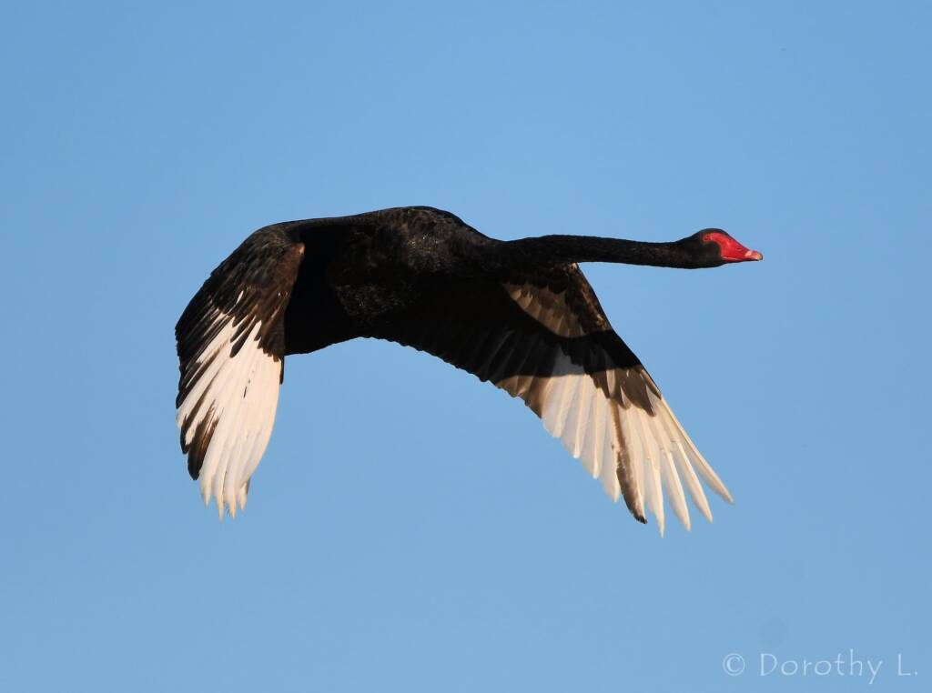 Black Swan (Cygnus atratus), Alice Springs Sewage Ponds