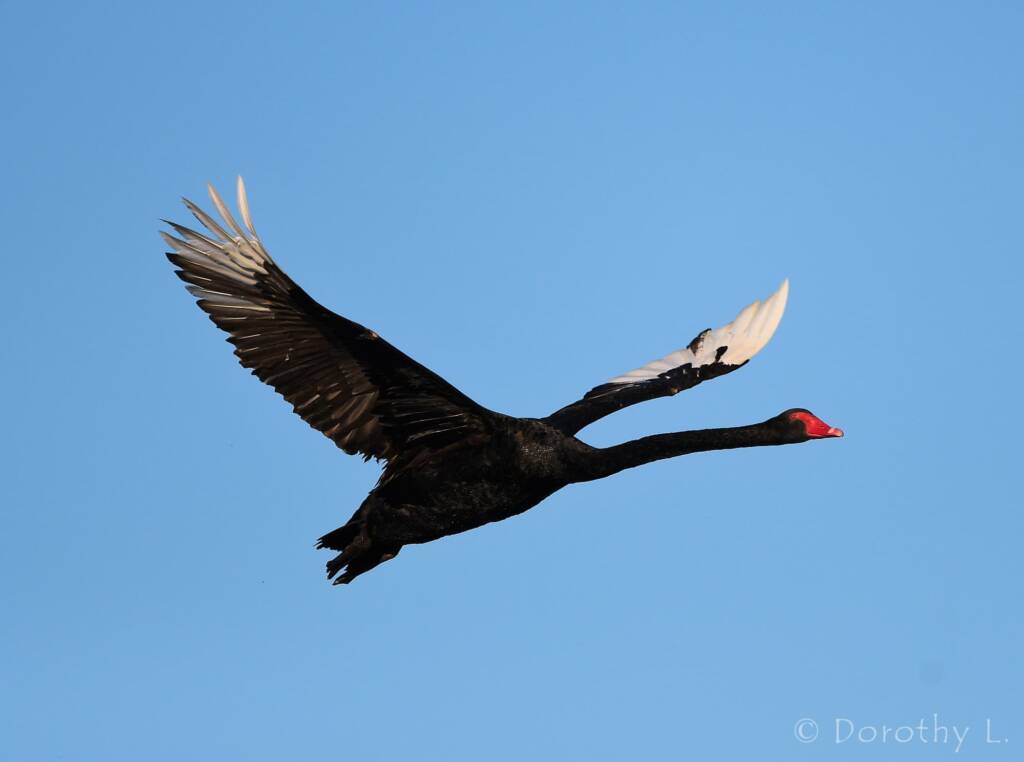 Black Swan (Cygnus atratus), Alice Springs Sewage Ponds