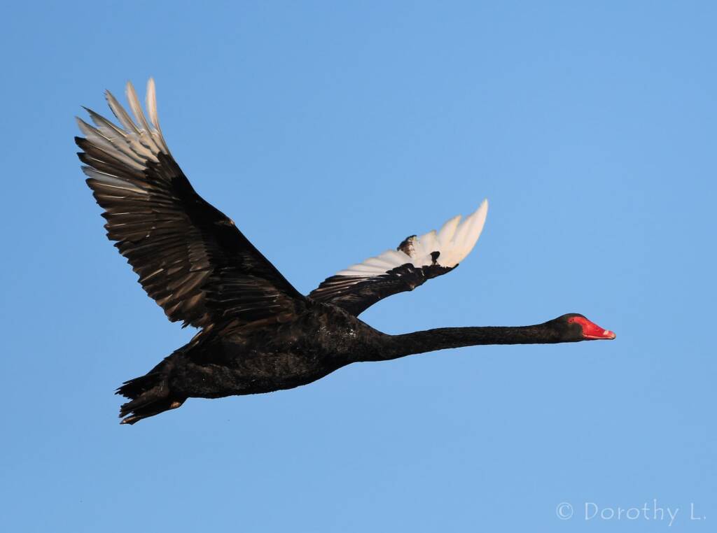 Black Swan (Cygnus atratus), Alice Springs Sewage Ponds