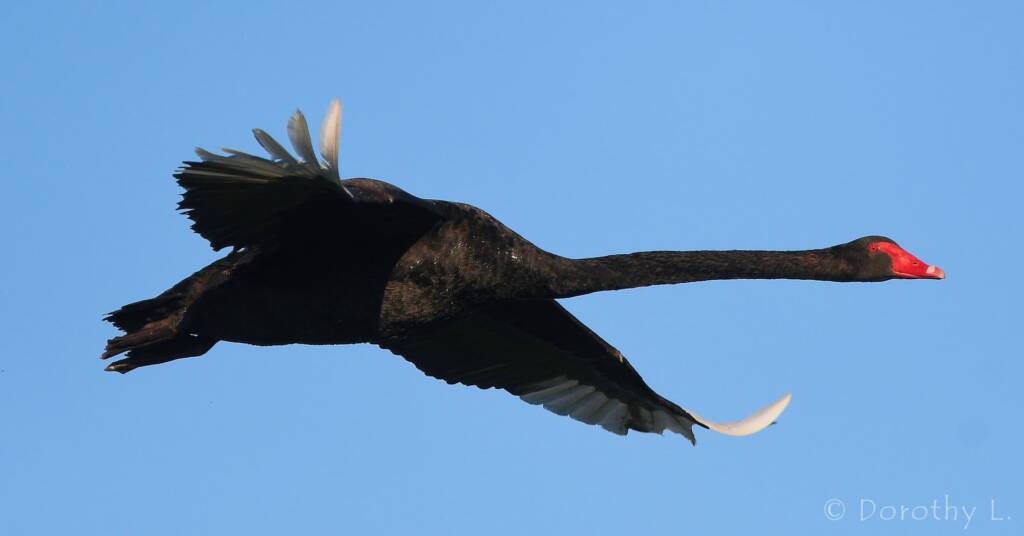 Black Swan (Cygnus atratus), Alice Springs Sewage Ponds