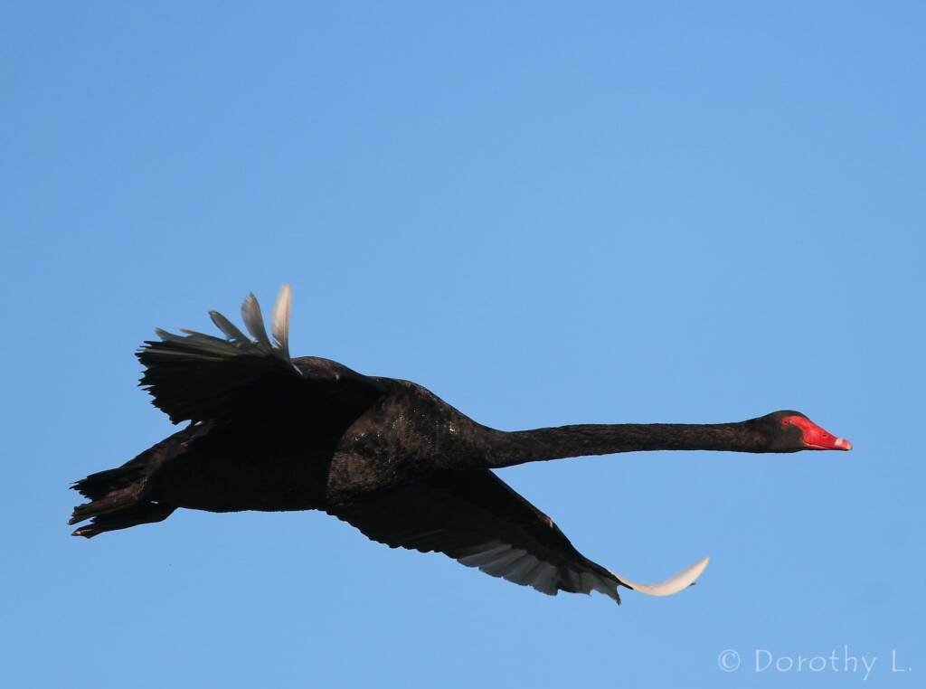Black Swan (Cygnus atratus), Alice Springs Sewage Ponds
