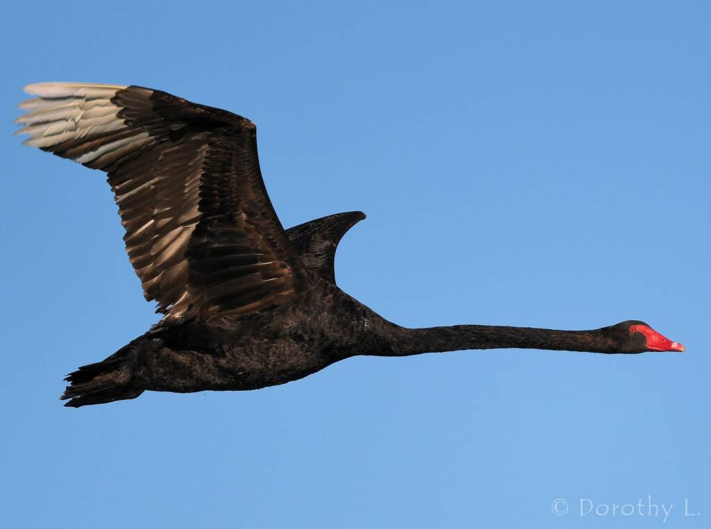 Black Swan (Cygnus atratus), Alice Springs Sewage Ponds