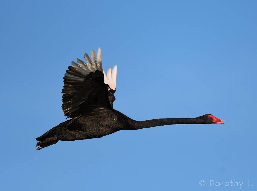 Black Swan (Cygnus atratus), Alice Springs Sewage Ponds