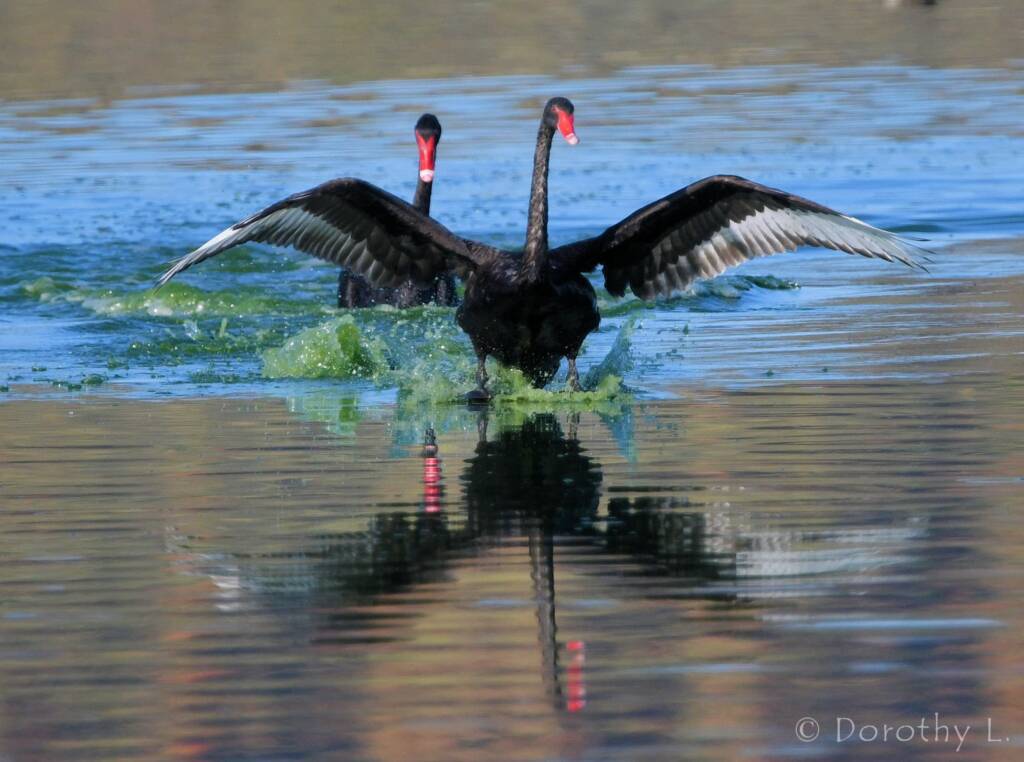 Black Swan (Cygnus atratus), Alice Springs Sewage Ponds