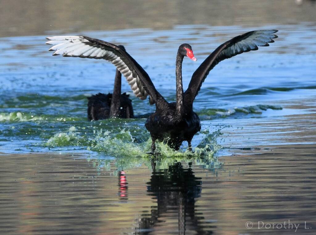 Black Swan (Cygnus atratus), Alice Springs Sewage Ponds