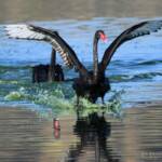 Black Swan (Cygnus atratus), Alice Springs Sewage Ponds