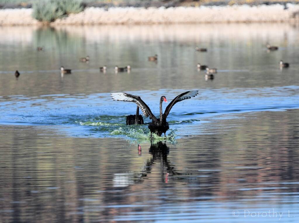 Black Swan (Cygnus atratus), Alice Springs Sewage Ponds
