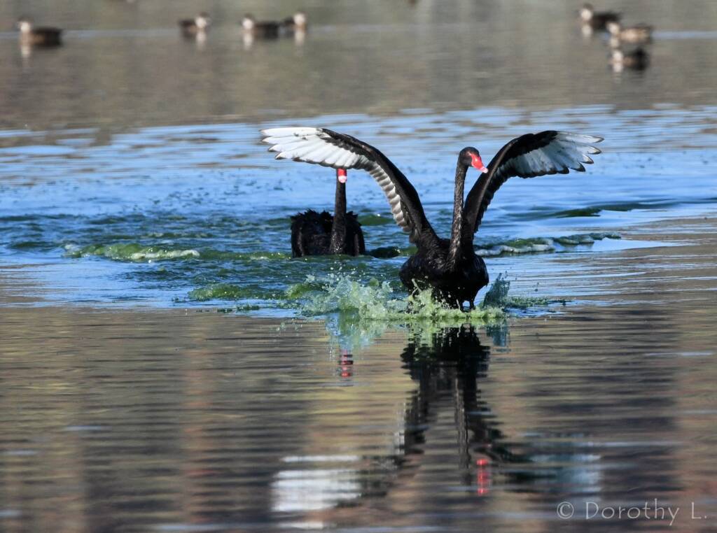 Black Swan (Cygnus atratus), Alice Springs Sewage Ponds