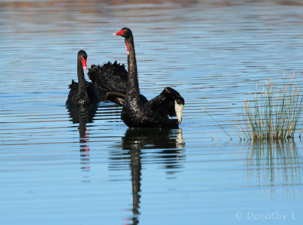 Black Swan (Cygnus atratus), Alice Springs Sewage Ponds
