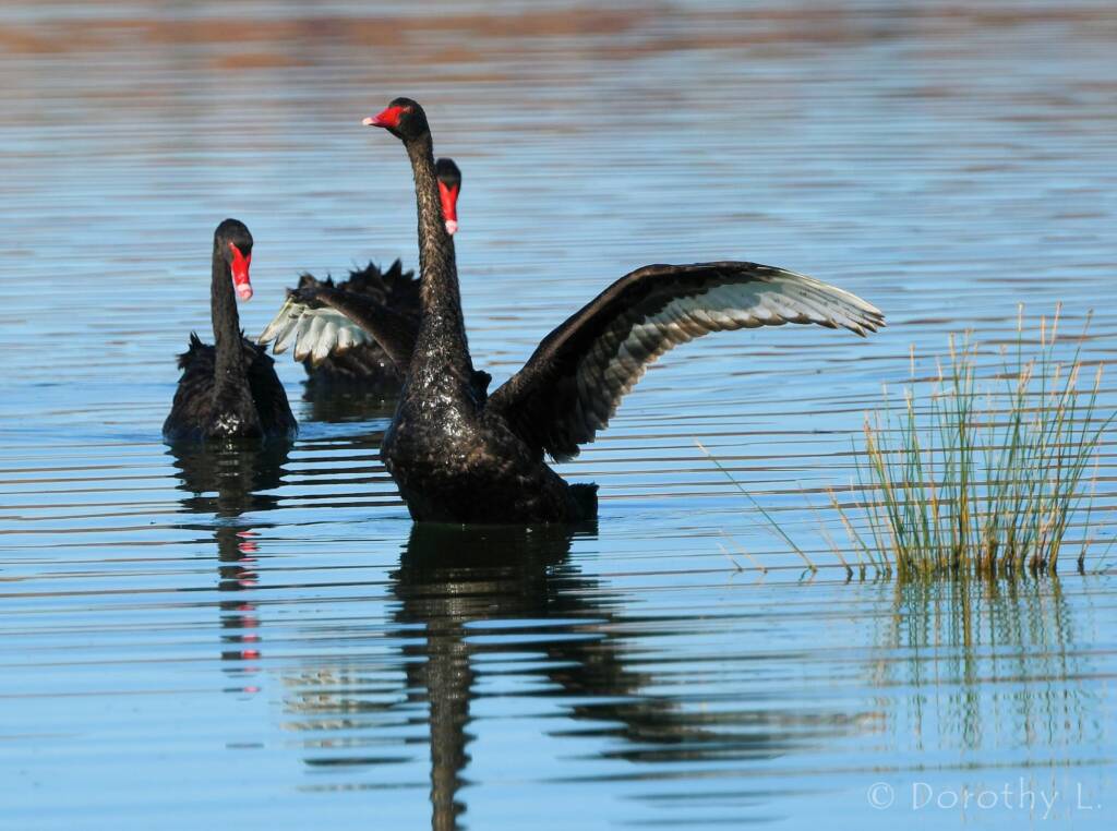 Black Swan (Cygnus atratus), Alice Springs Sewage Ponds