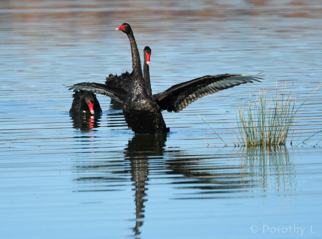 Black Swan (Cygnus atratus), Alice Springs Sewage Ponds