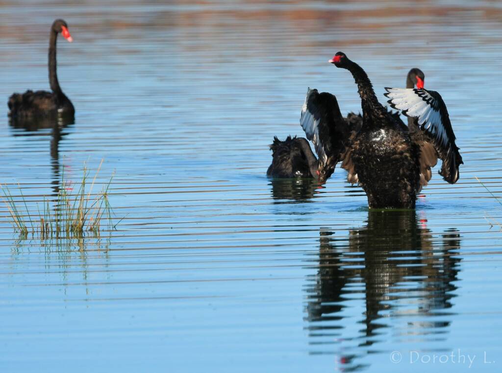 Black Swan (Cygnus atratus), Alice Springs Sewage Ponds