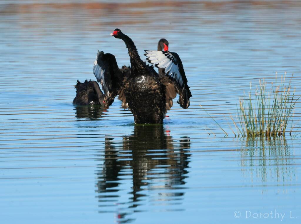 Black Swan (Cygnus atratus), Alice Springs Sewage Ponds