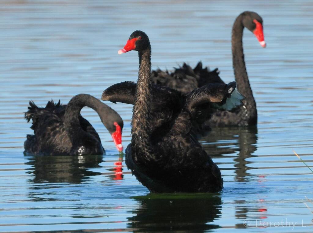 Black Swan (Cygnus atratus), Alice Springs Sewage Ponds