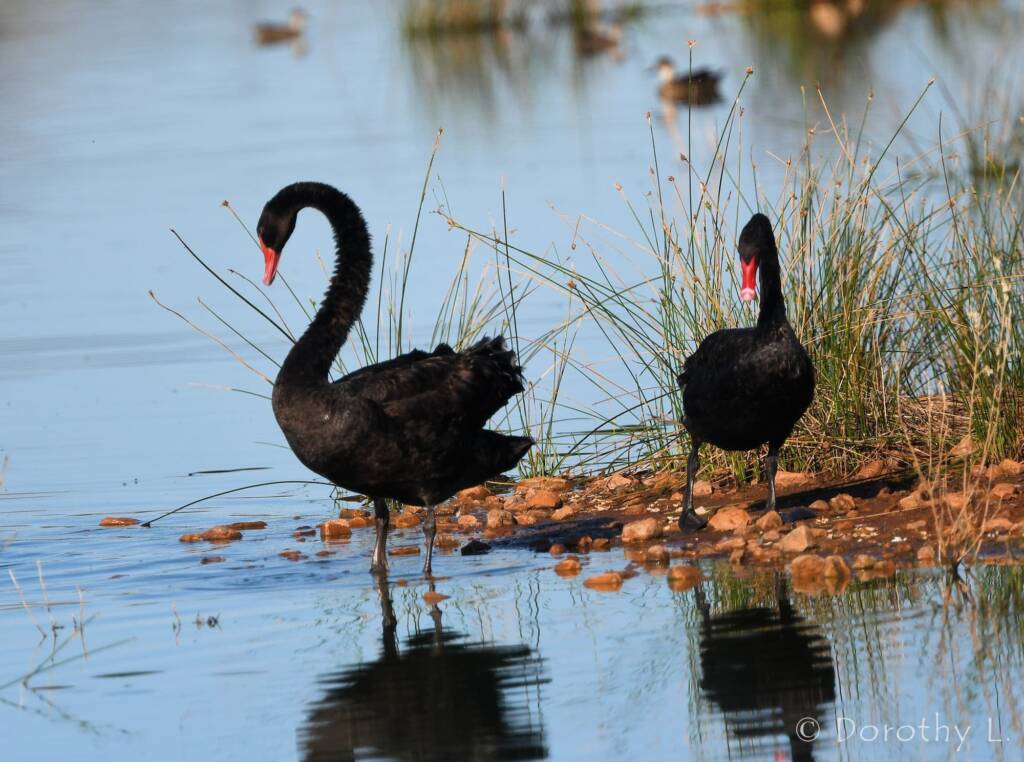 Black Swans (Cygnus atratus), Alice Springs Sewage Ponds