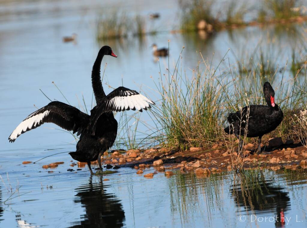 Black Swans (Cygnus atratus), Alice Springs Sewage Ponds