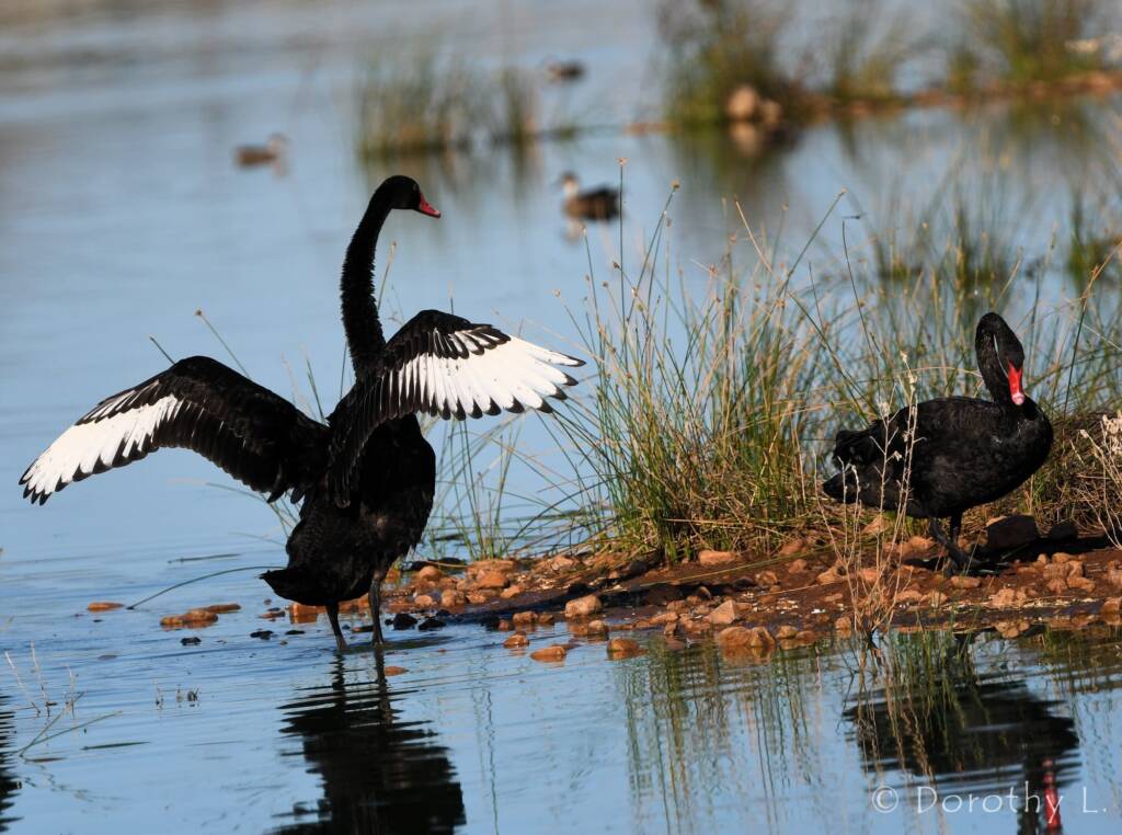 Black Swans (Cygnus atratus), Alice Springs Sewage Ponds