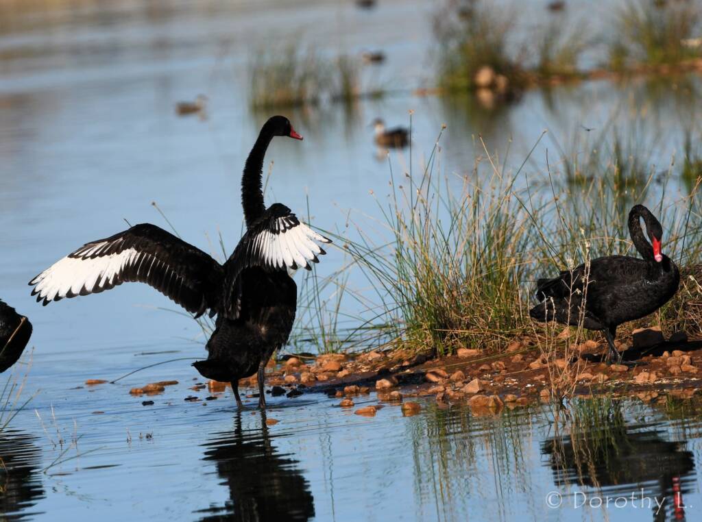 Black Swans (Cygnus atratus), Alice Springs Sewage Ponds
