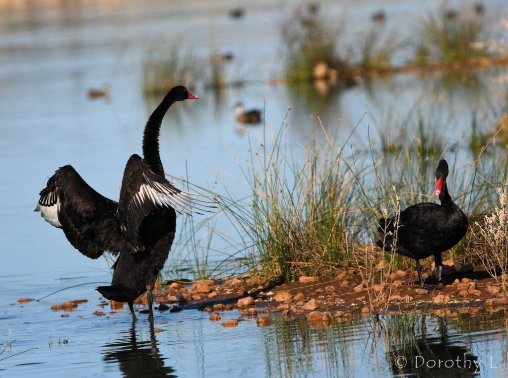 Black Swans (Cygnus atratus), Alice Springs Sewage Ponds