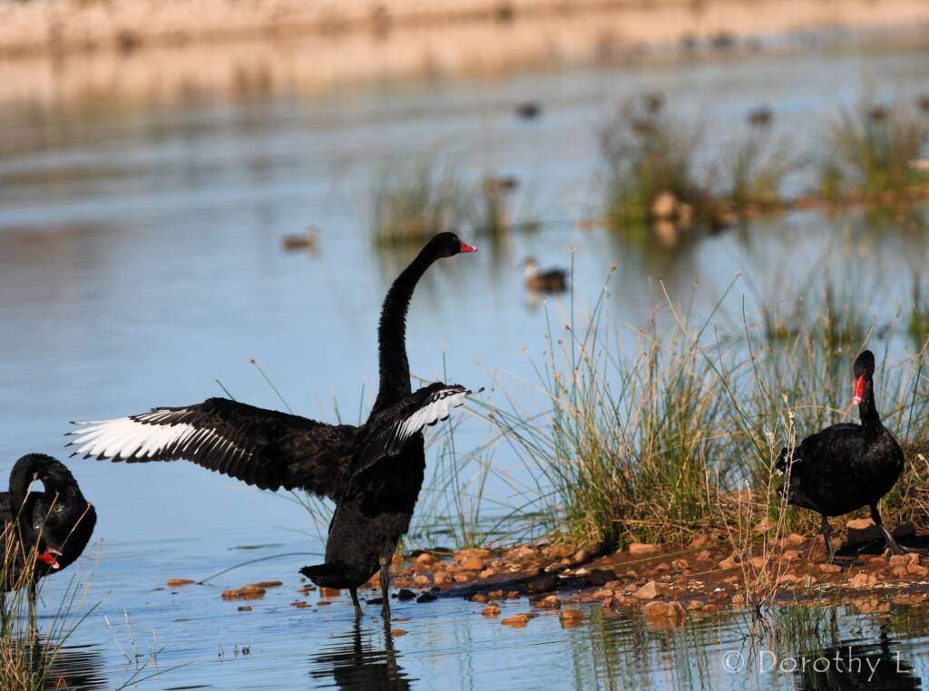 Black Swans (Cygnus atratus), Alice Springs Sewage Ponds