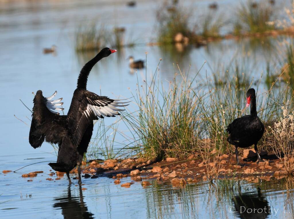 Black Swans (Cygnus atratus), Alice Springs Sewage Ponds