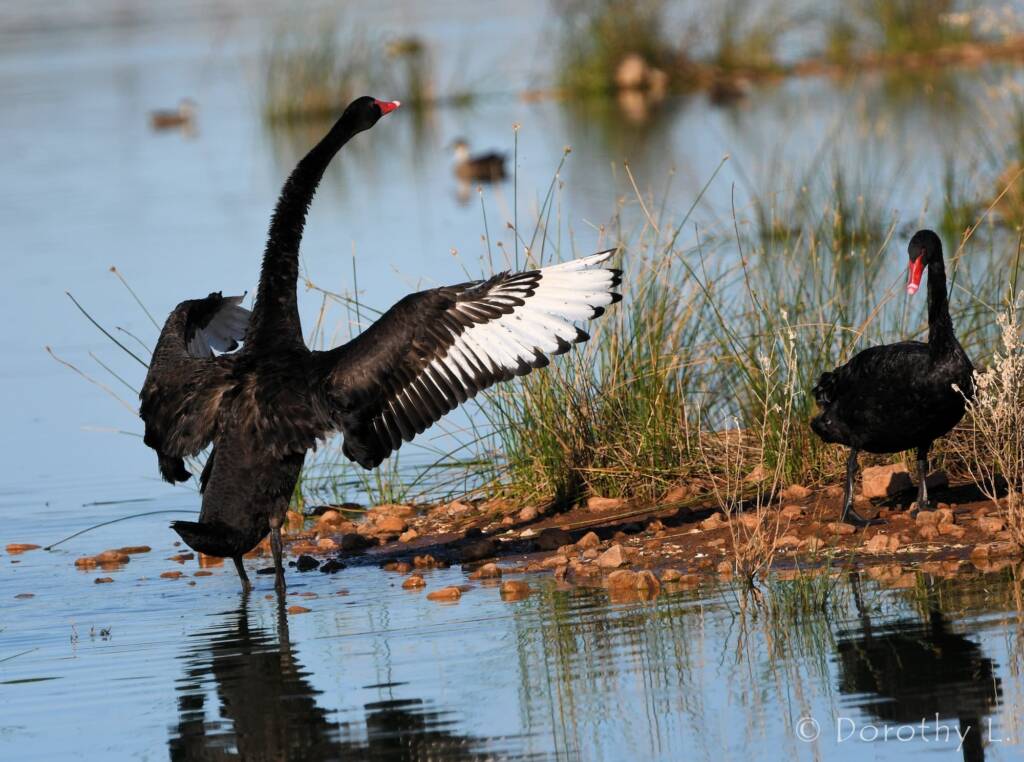 Black Swans (Cygnus atratus), Alice Springs Sewage Ponds