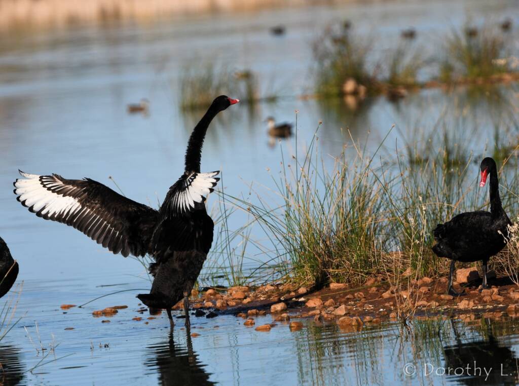 Black Swans (Cygnus atratus), Alice Springs Sewage Ponds
