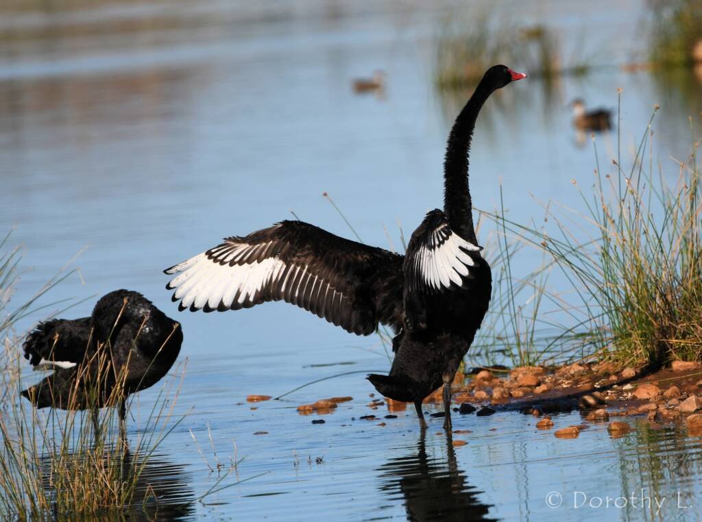 Black Swans (Cygnus atratus), Alice Springs Sewage Ponds