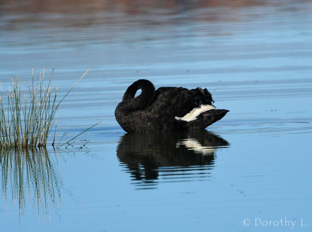 Black Swan (Cygnus atratus), Alice Springs Sewage Ponds