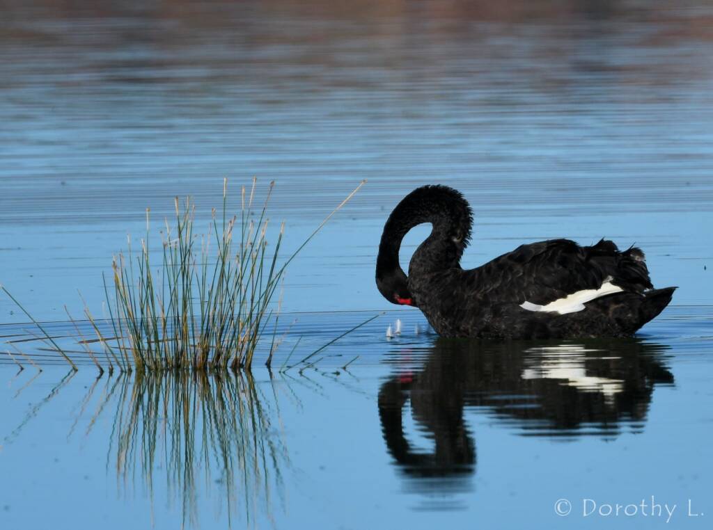 Black Swan (Cygnus atratus), Alice Springs Sewage Ponds