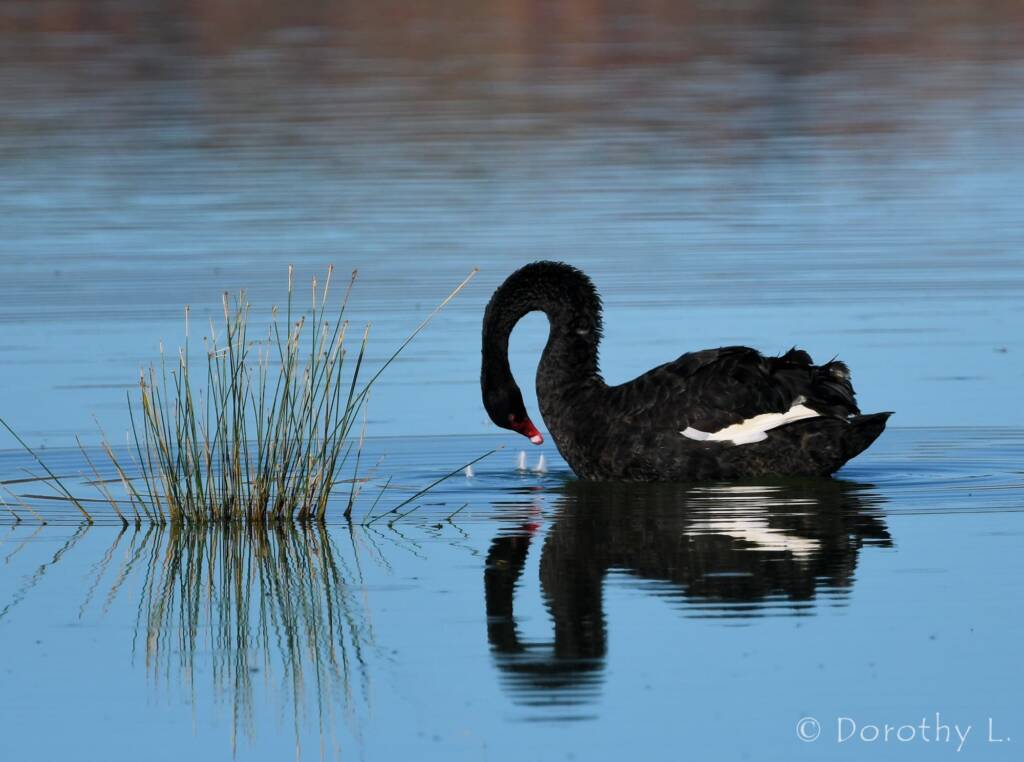 Black Swan (Cygnus atratus), Alice Springs Sewage Ponds